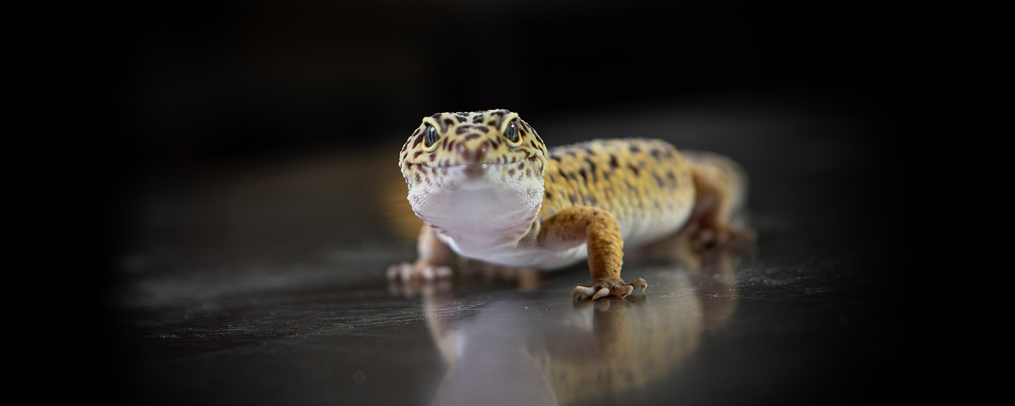 Photo of a Leopard Gecko