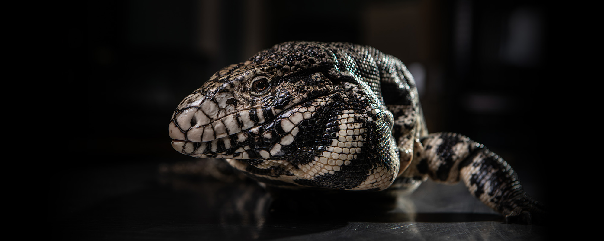 Photo of a Argentine Black & White Tegu 